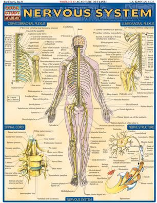 NERVOUS SYSTEM